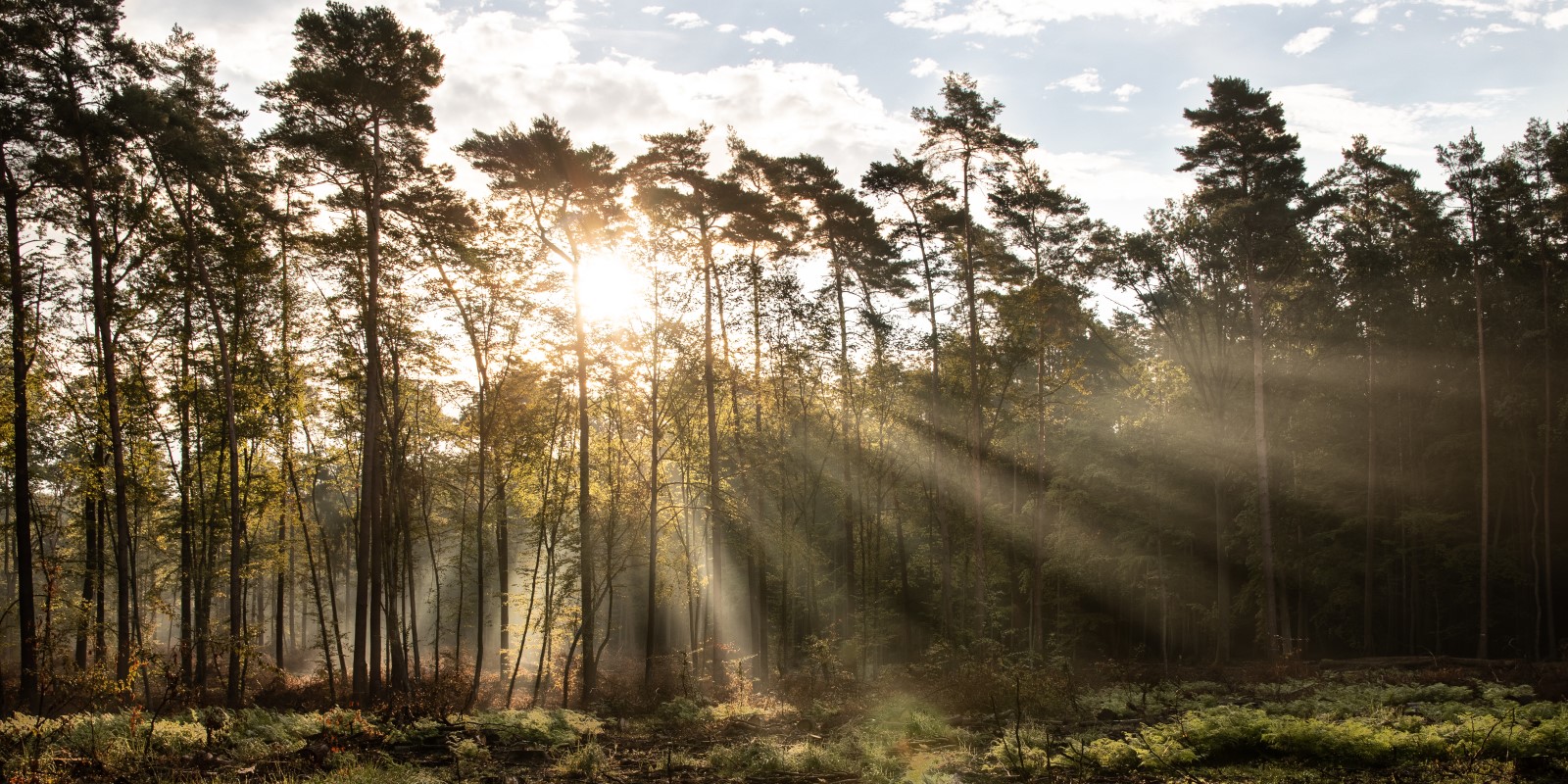Zdjęcie przedstawia las o poranku ze wschodzącym słońcem.